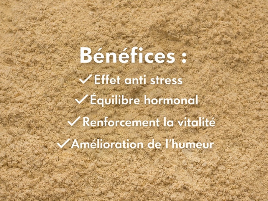 MACA